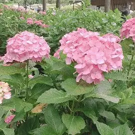 幸せを呼ぶ？！ハート型の紫陽花　～宇治旅の画像_5