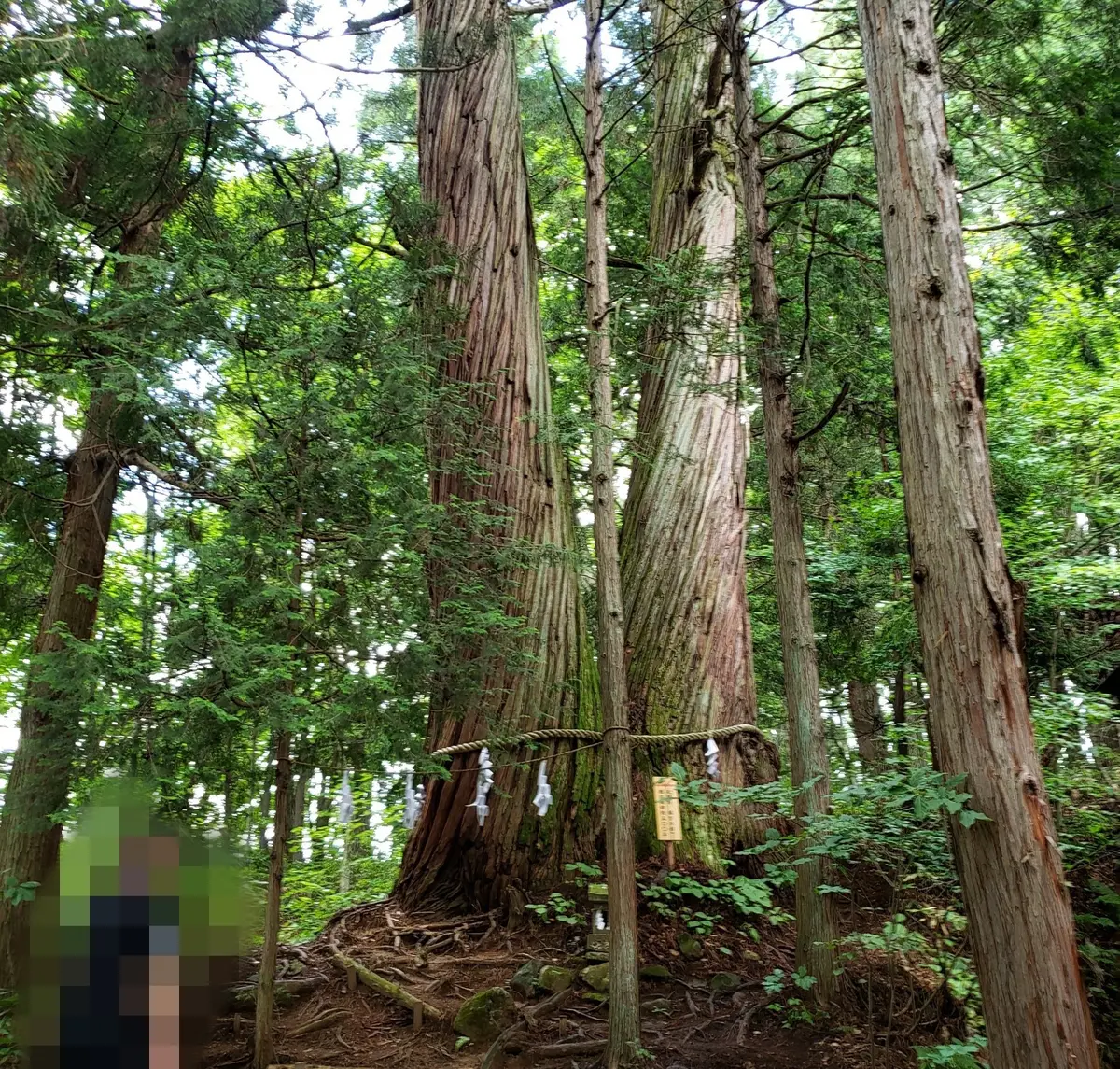 二本杉