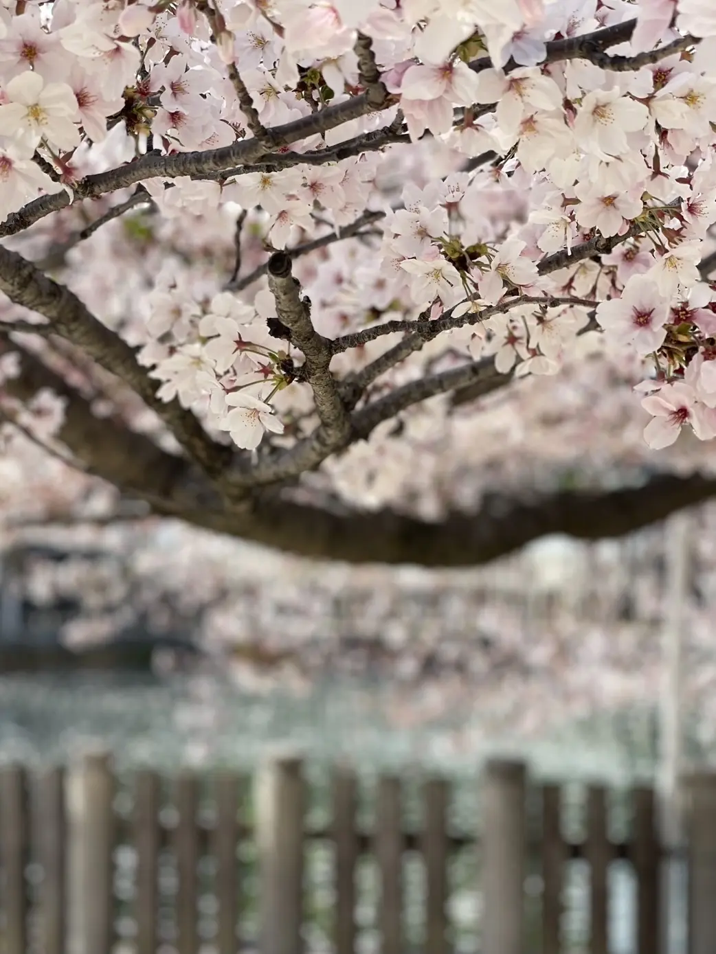 すし処 まさる@四天王寺の画像_2