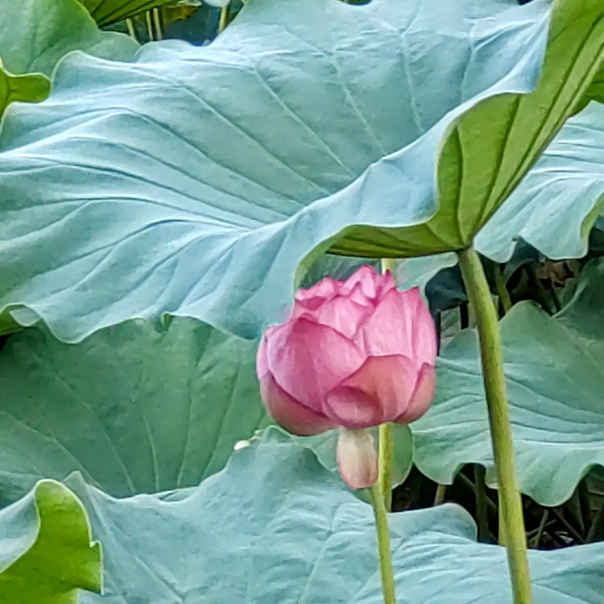 上野恩賜公園　蓮の花　不忍池