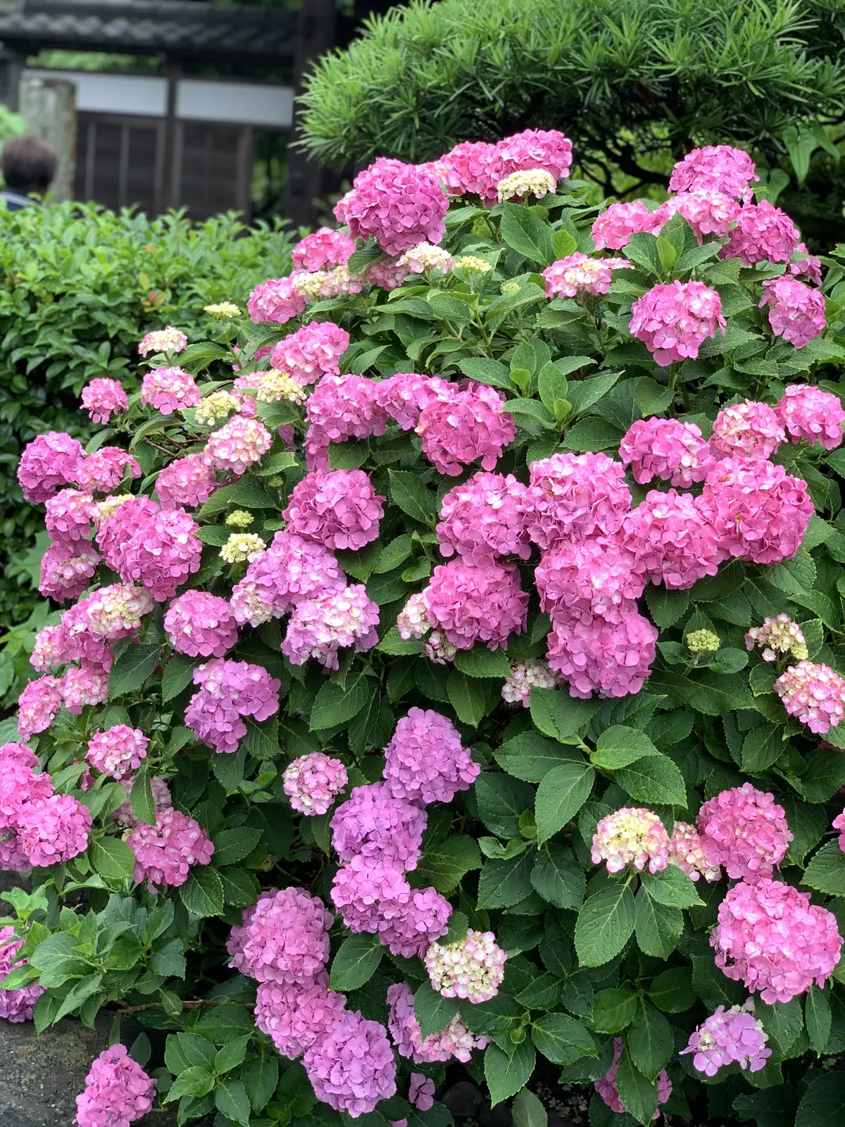 極楽寺あじさい　極楽寺アジサイ