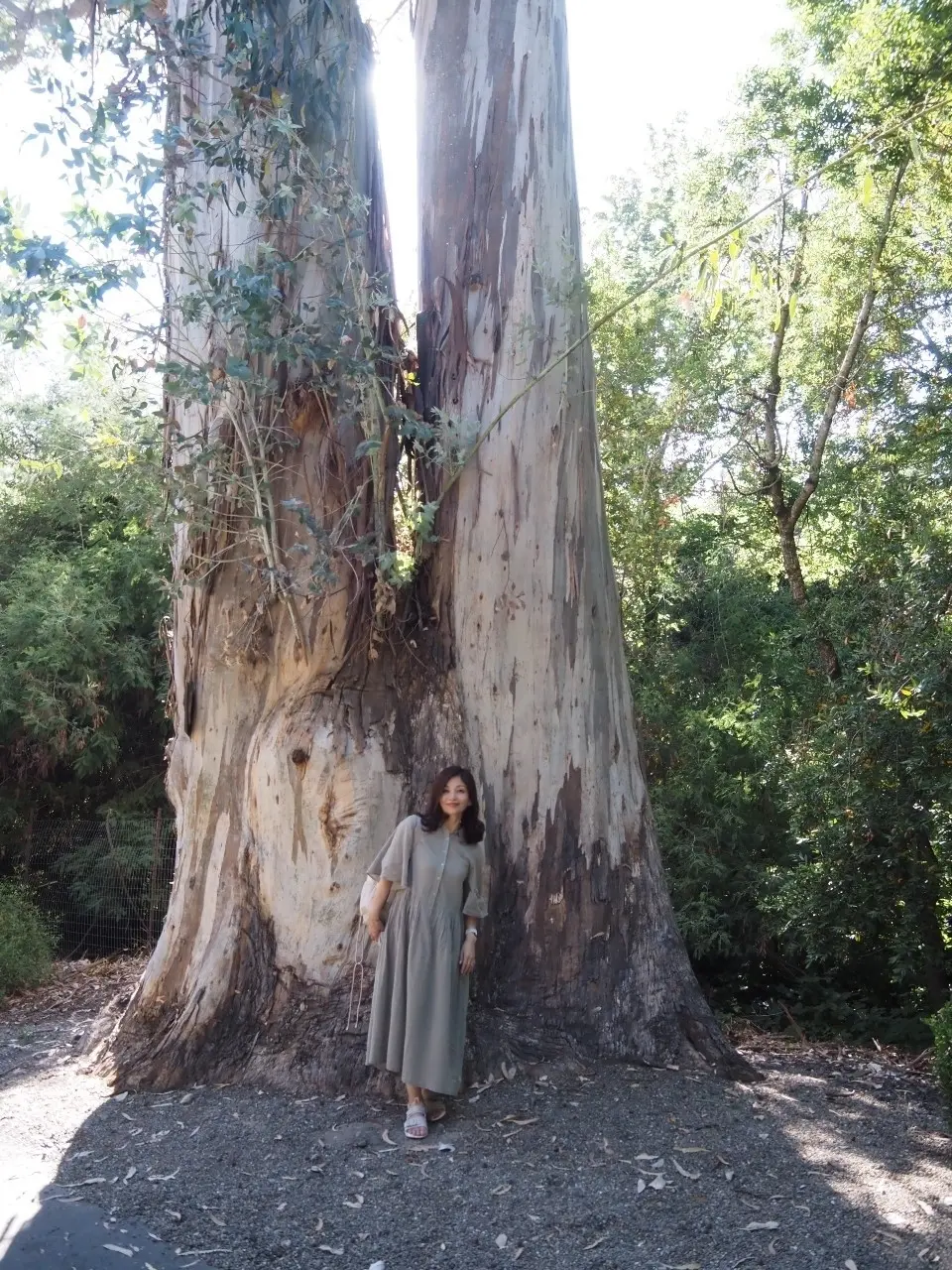 30年の時を経て…　San Franciの画像_1