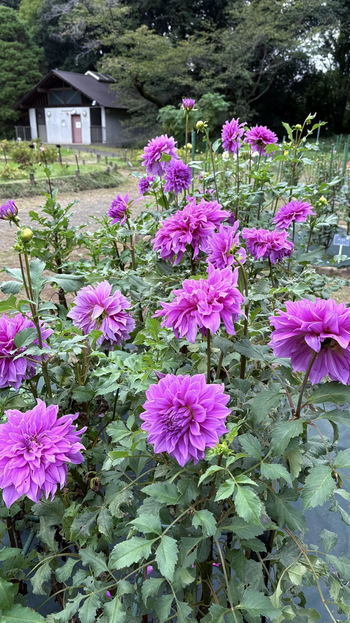 神代植物公園　ダリア　パープル