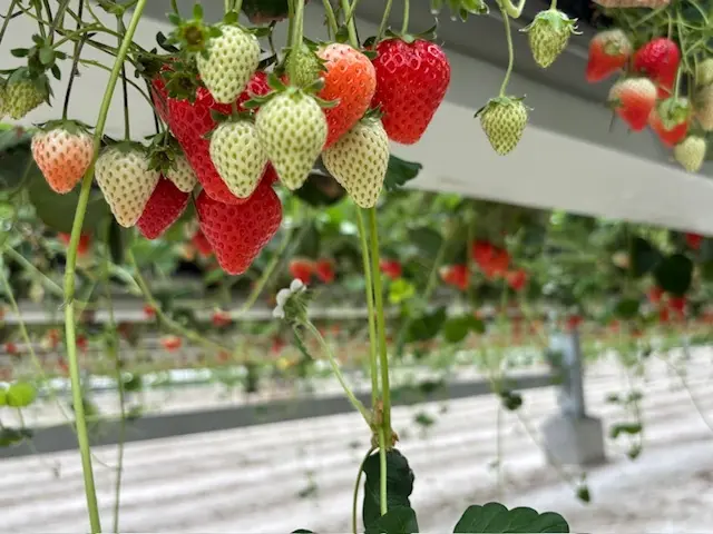 雨でも楽しいおでかけ♪いちご狩り＆道の駅の画像_3