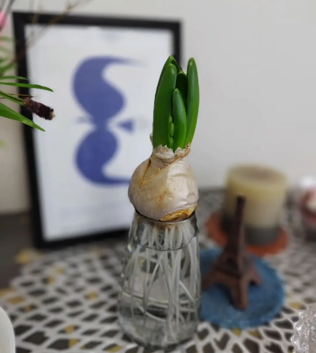 ヒヤシンス　水耕栽培