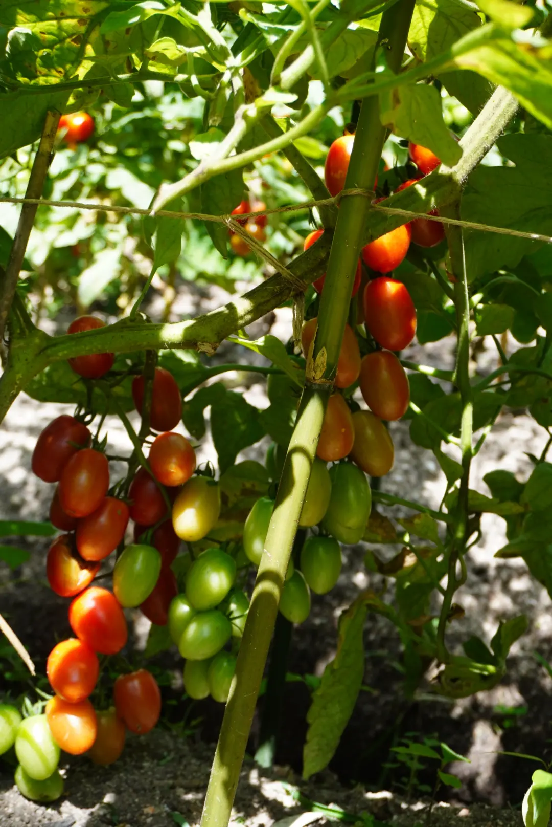 心身共に優しい癒しのスポットで爽やか夏デの画像_22