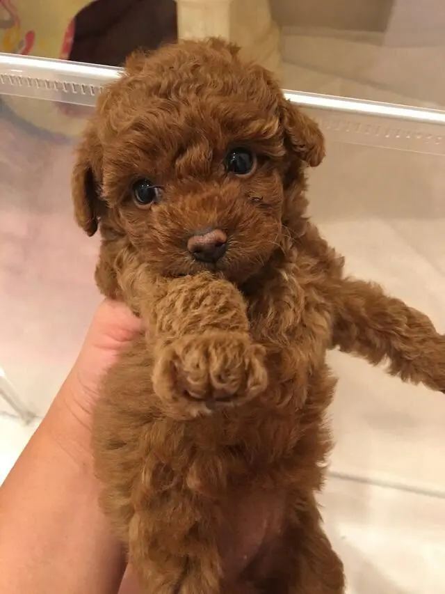 エクラ 華組　倉爪佐和さんの愛犬