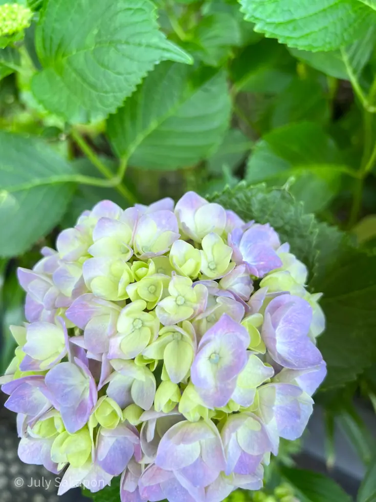 【さかぽんの冒険】海とアジサイの旅❤️@の画像_5