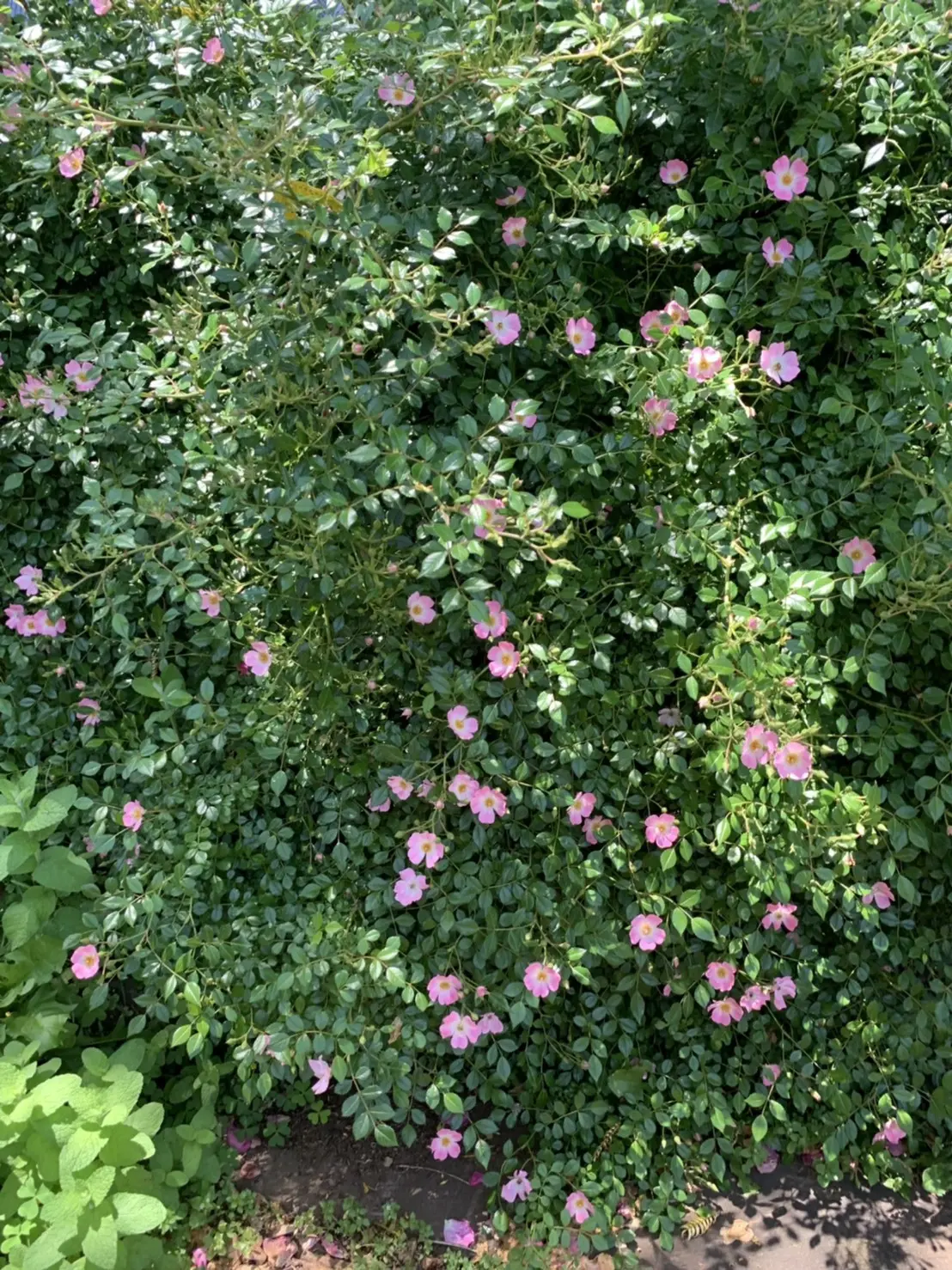大人の遠足〜薔薇とワインを楽しむ会〜の画像_12