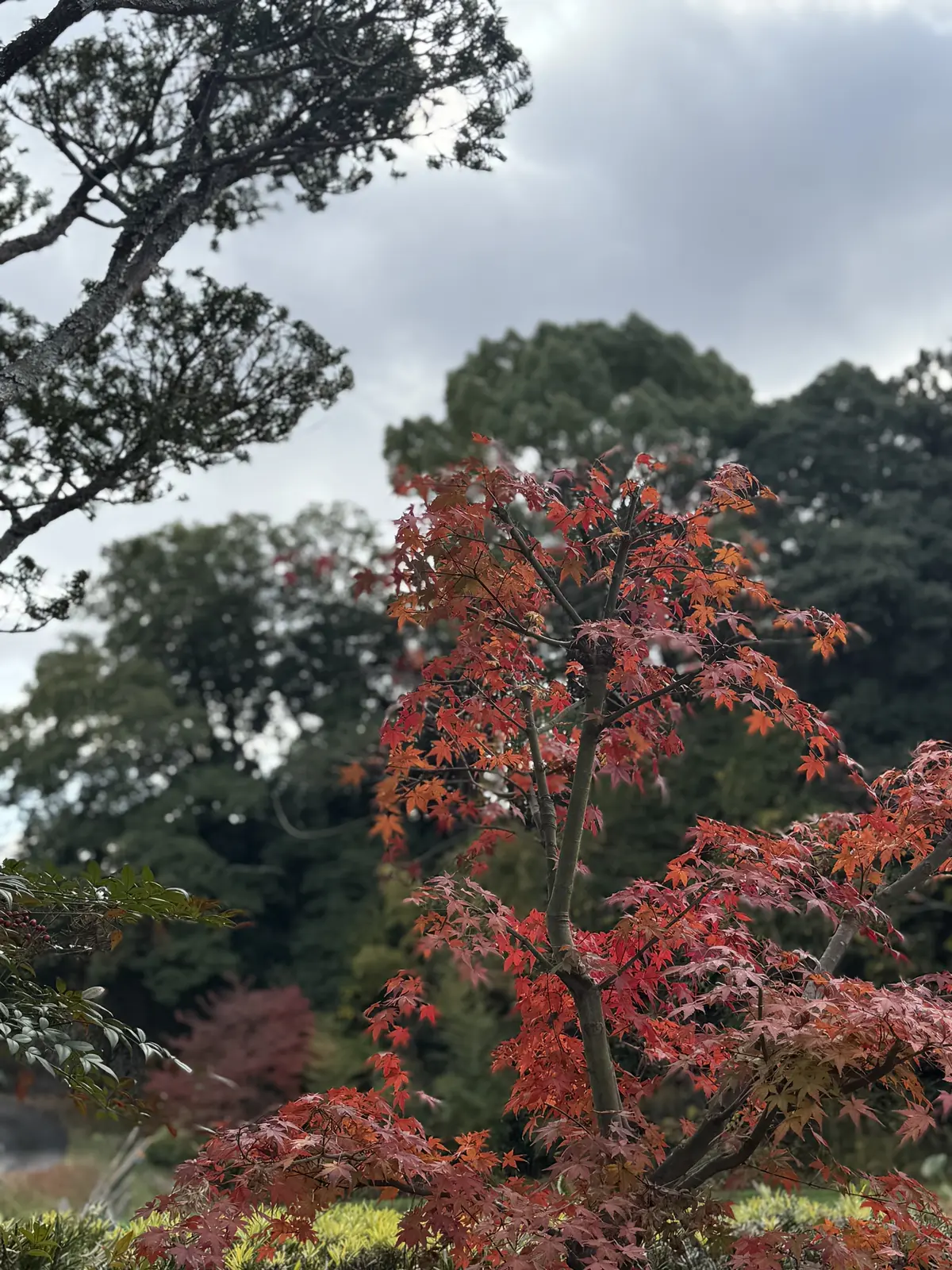 神戸　ベーグル　はなとね