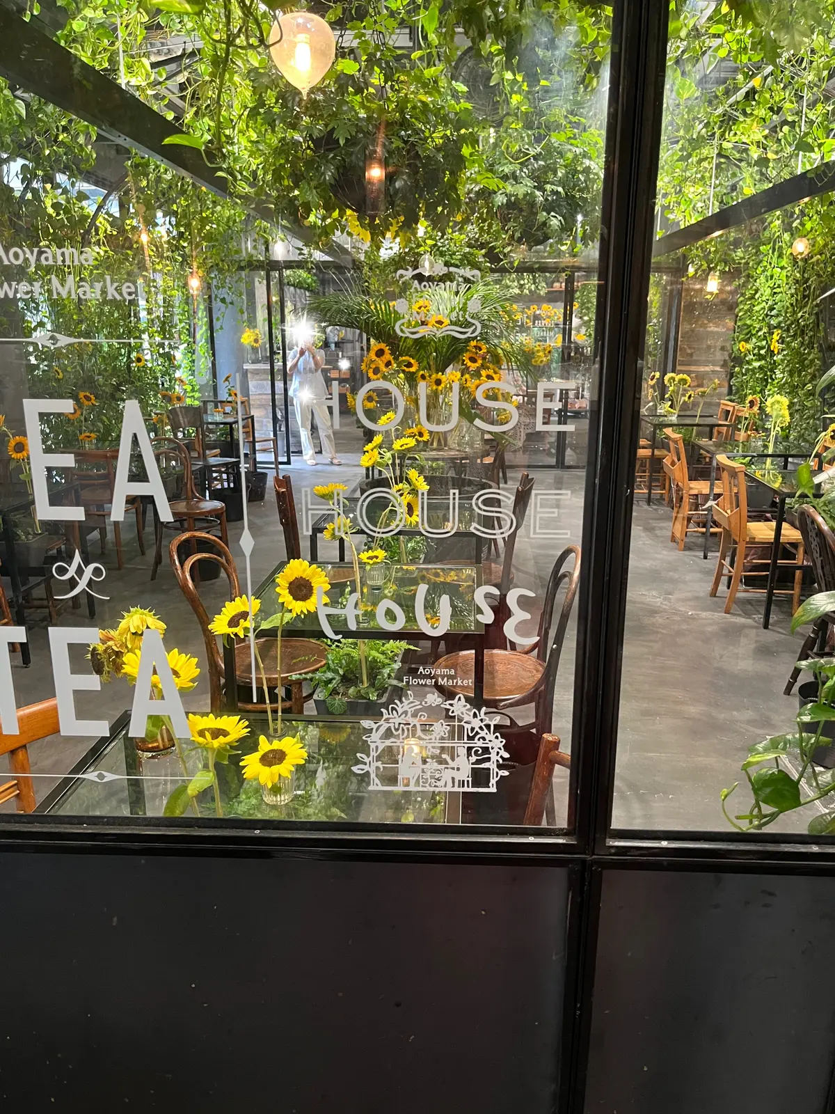 青山でヒマワリを楽しむの画像_2