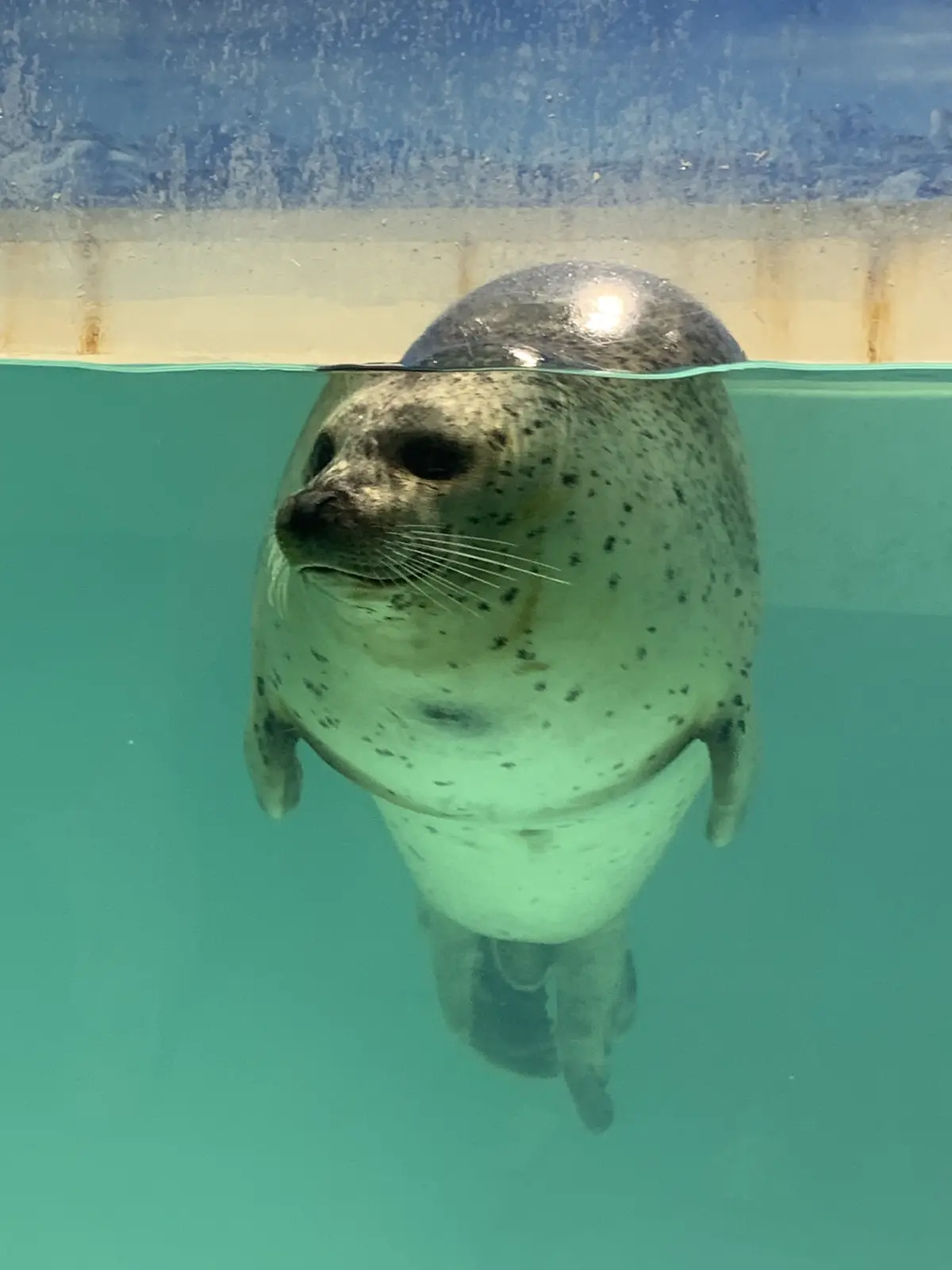 観客を意識して顔を見せるゴマフアザラシ