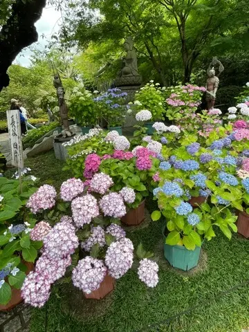 リアルタイムでお伝えする、鎌倉長谷寺あじの画像_4