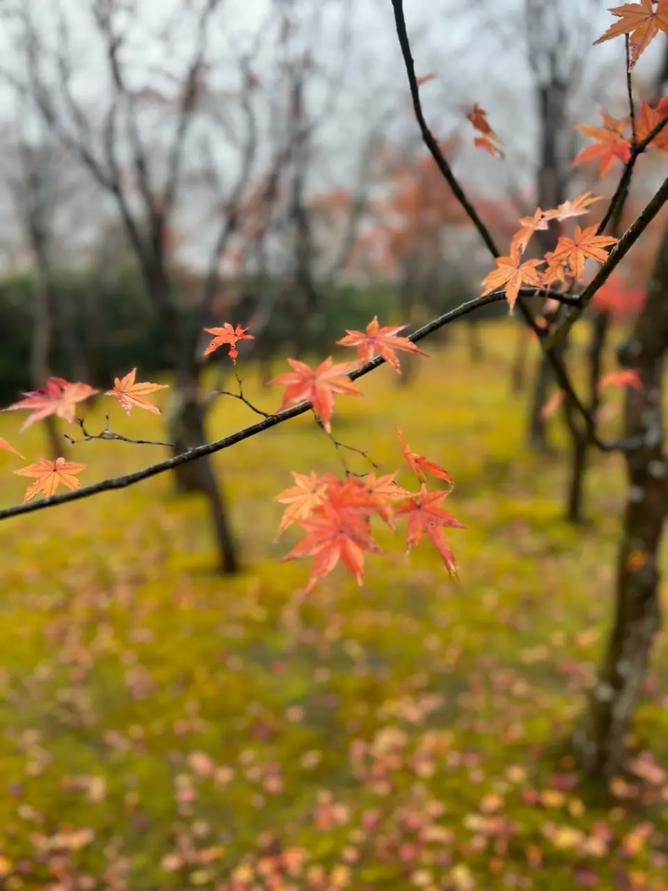 ドライブ女子旅♡雨の箱根美術館の画像_16