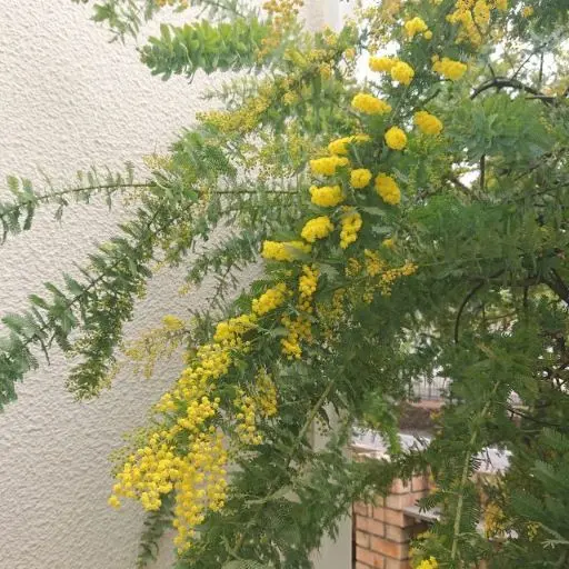 始めまして！庭のミモザで春を満喫してますの画像_1