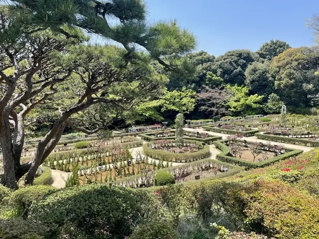 旧古河庭園の薔薇園