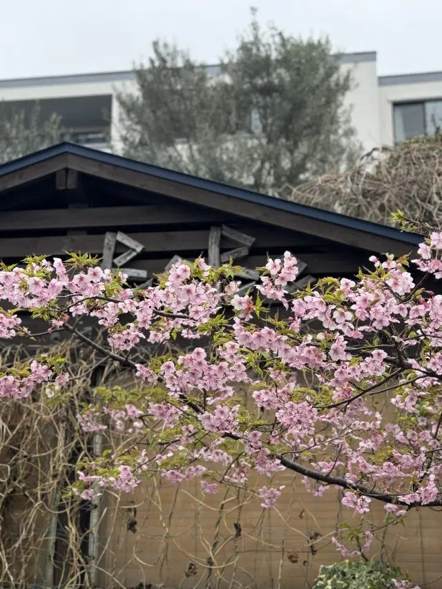 鎌倉で味わうフレッシュチーズと絶品わらびの画像_1