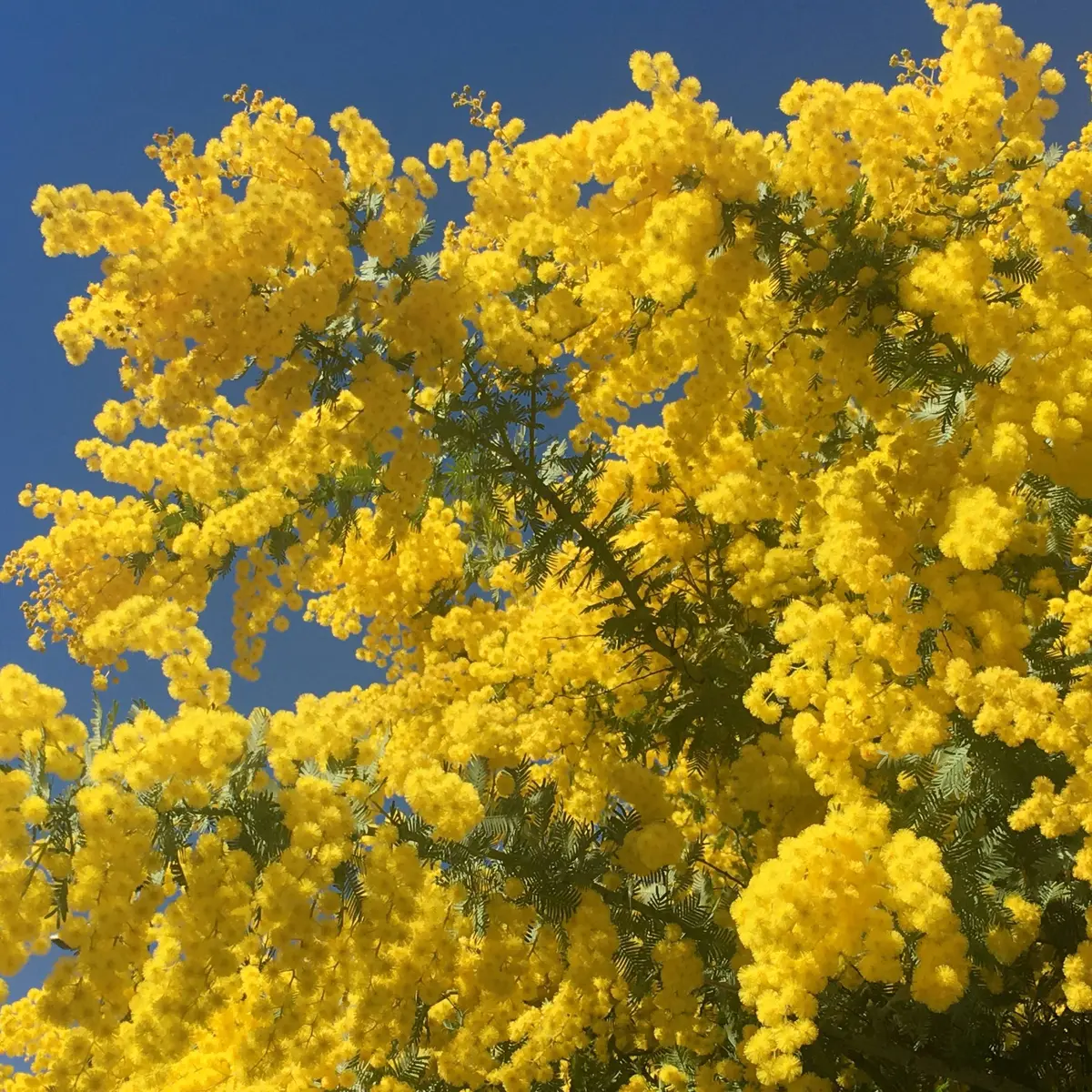 ミモザが咲き誇ってます