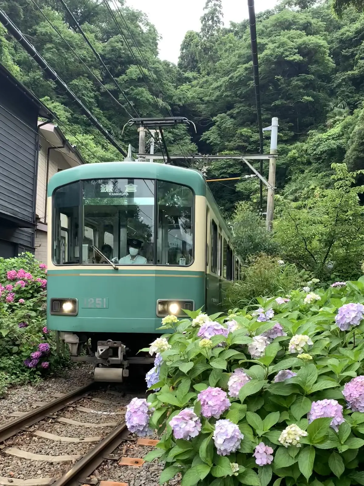江ノ電と紫陽花　御霊神社