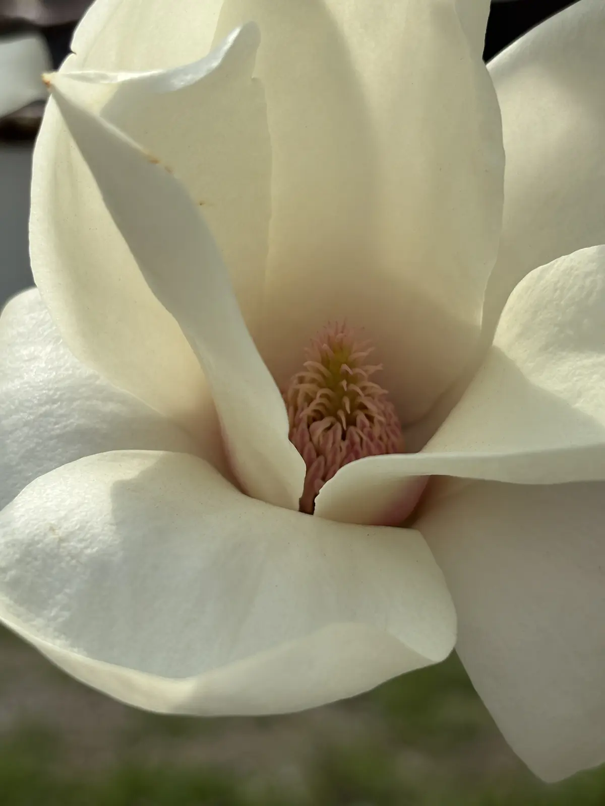 淀水路の河津桜――14年来の友と歩く、春の画像_8
