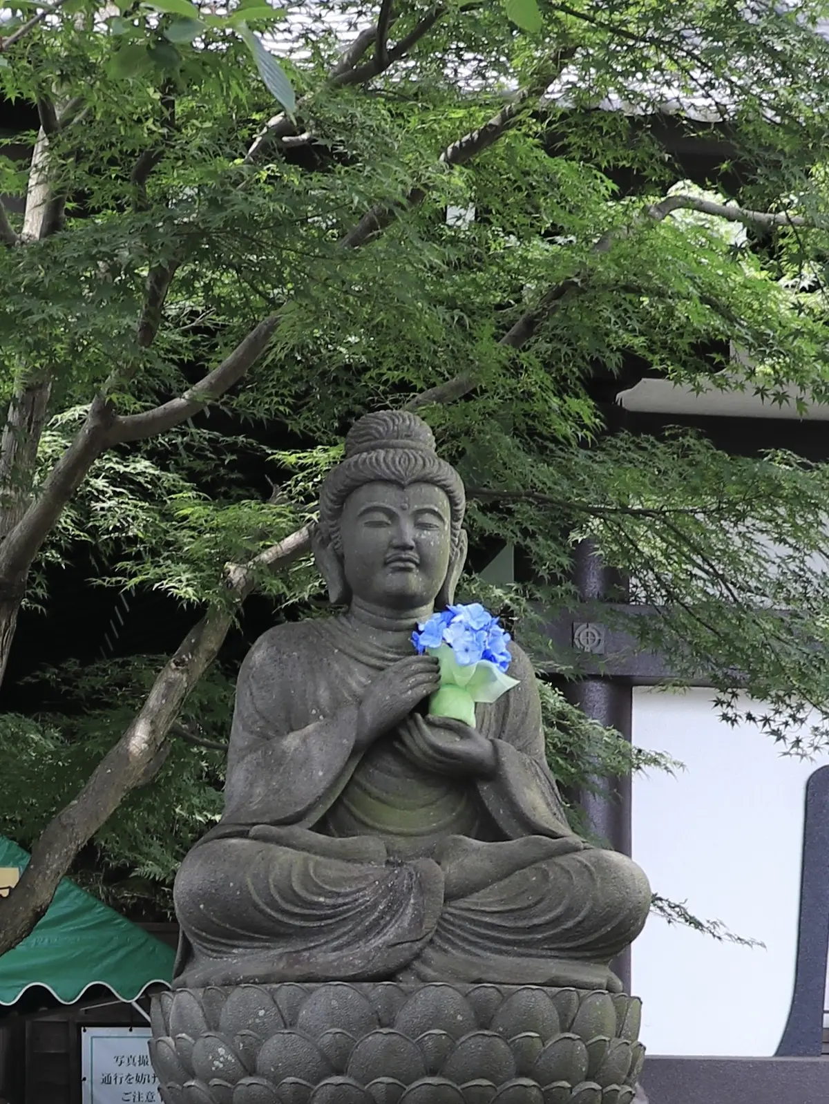 長谷寺　あじさい　アジサイ　あじさいを持った仏像