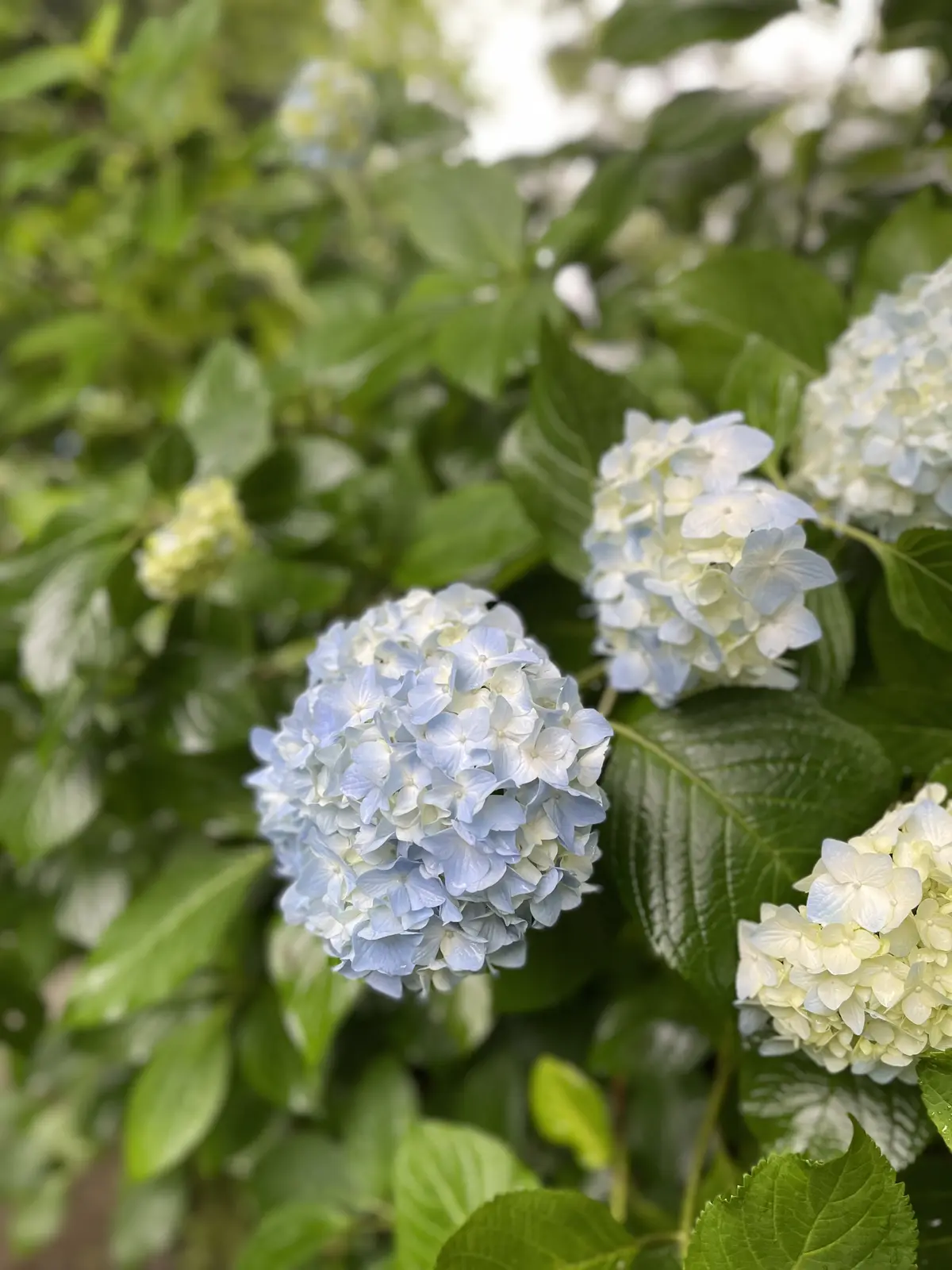 大人の鎌倉遠足♡紫陽花とグルメを満喫しての画像_4