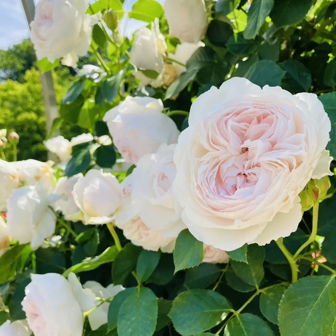 【ZARA、ユニクロ】大人のプチプラMIの画像_8