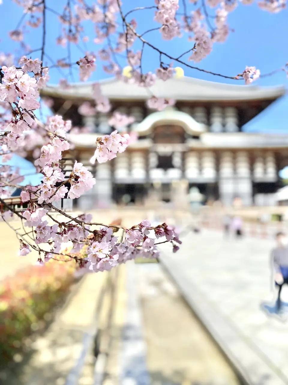 東大寺の桜