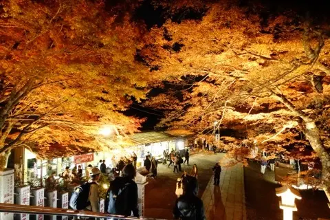 想像以上の絶景に出会えた神奈川の紅葉の見の画像_6