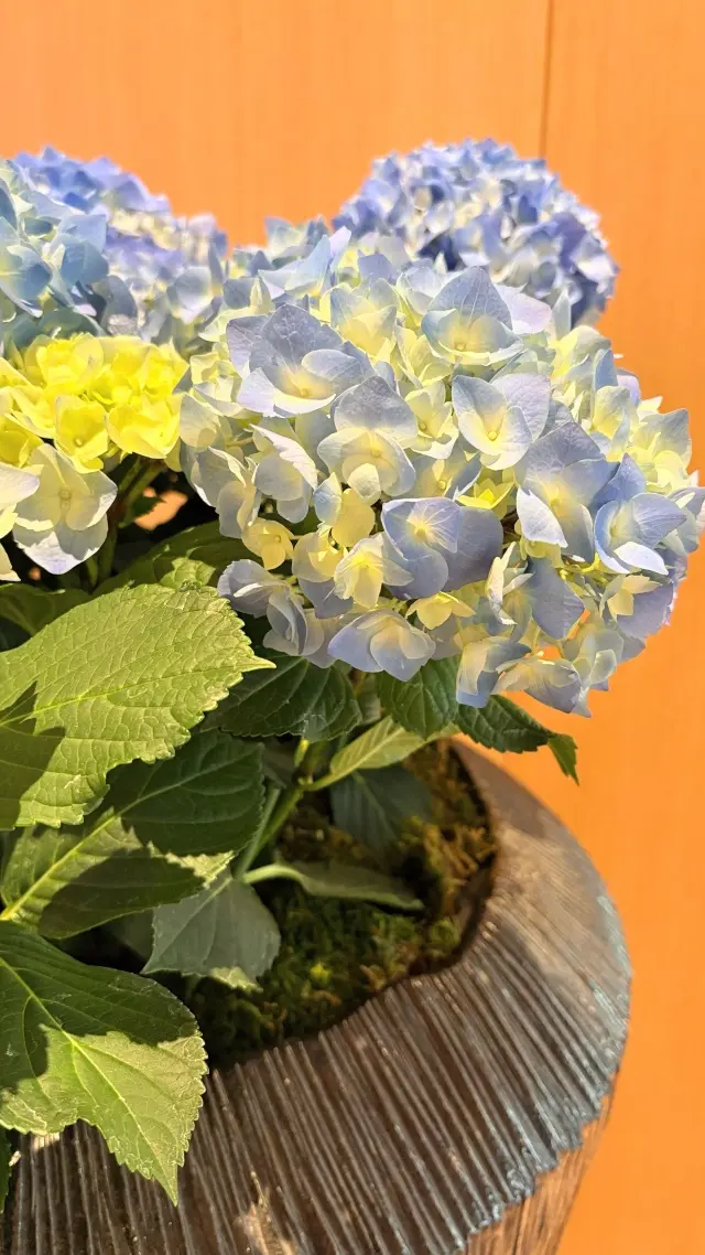 UNIQLO感動パンツでパスタランチ@東の画像_1