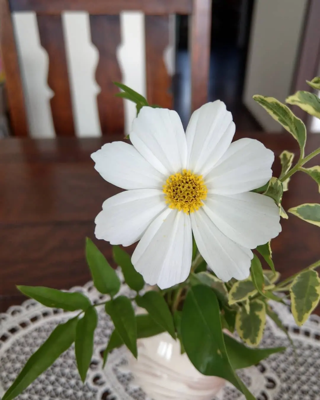 お庭のコスモスを一輪テーブルに飾るだけでも可愛い
