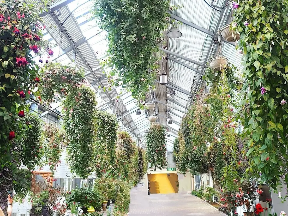 なばなの里　ベゴニアガーデンのフクシア