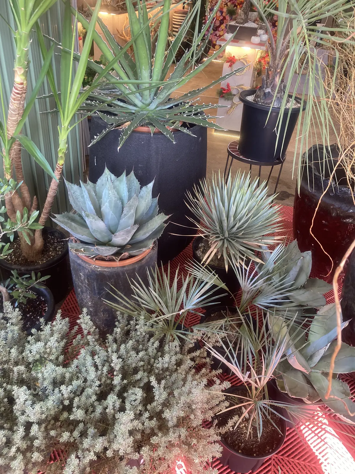 プチ・クリスマス気分を味わいに出かけましの画像_3