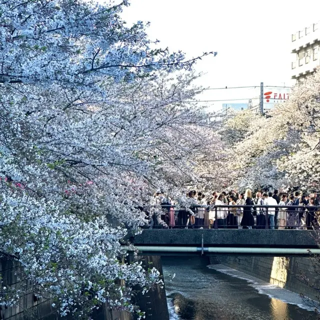 代官山でアフタヌーンティーの画像_6