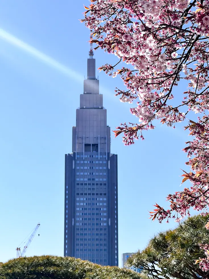 【さかぽんの冒険】桜の都物語③新宿御苑の画像_6