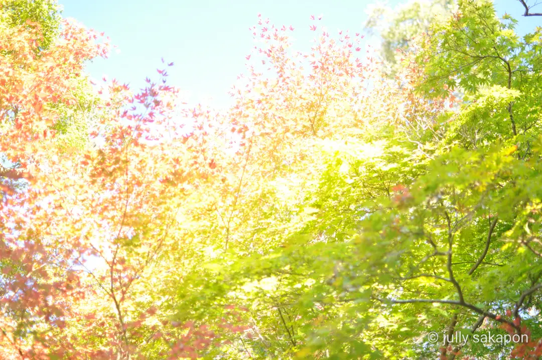 【さかぽんの冒険】フライング紅葉狩り@北の画像_11