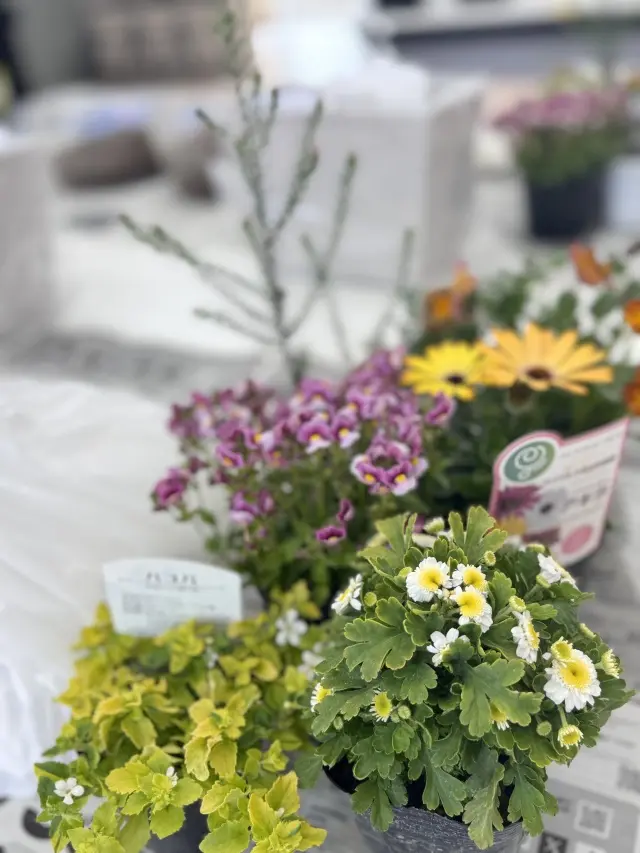 春のお花を手軽に楽しむコンテナガーデン作の画像_2