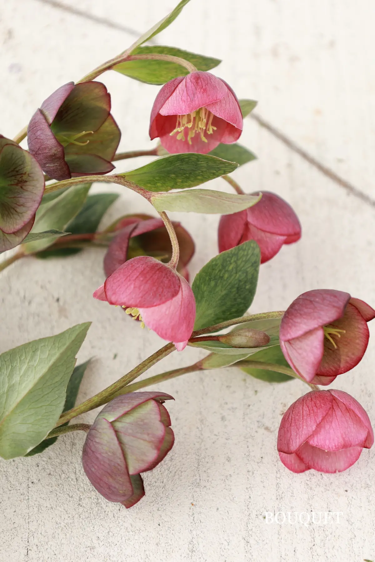 クリスマスローズ　開花時期　