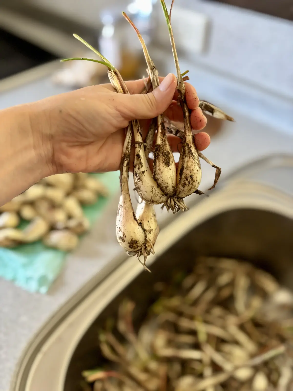 2026 夏しごと　らっきょう編の画像_1