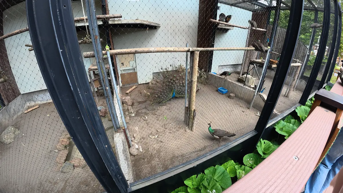 念願だった北海道旭川市「旭山動物園」行っの画像_6