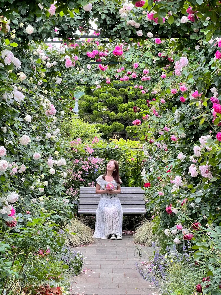 誰でもバラ姫☆@港の見える丘公園の画像_5