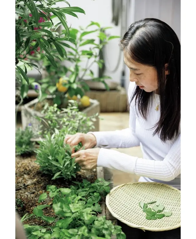 プランターには月桂樹、ミント、ホワイトセージなど