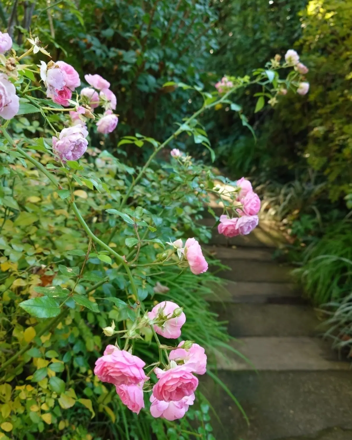 クリスマス・ディスプレイが最上級にかわいの画像_28