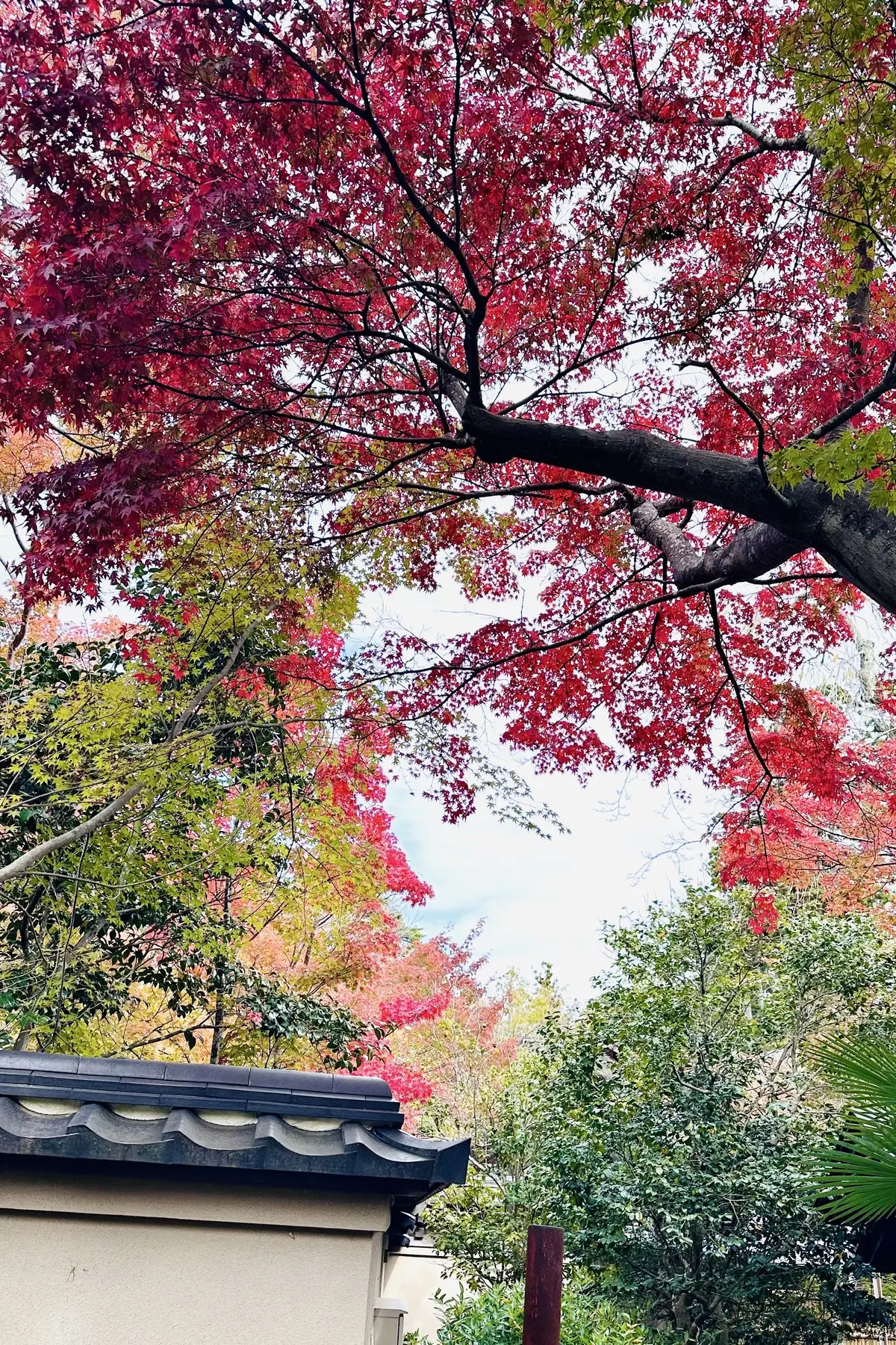 【秋の仙台旅行】「宮島」と「瑞巌寺」で鷹の画像_8