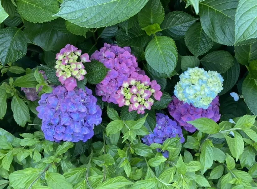 雨の晴れ間に☀️の画像_1