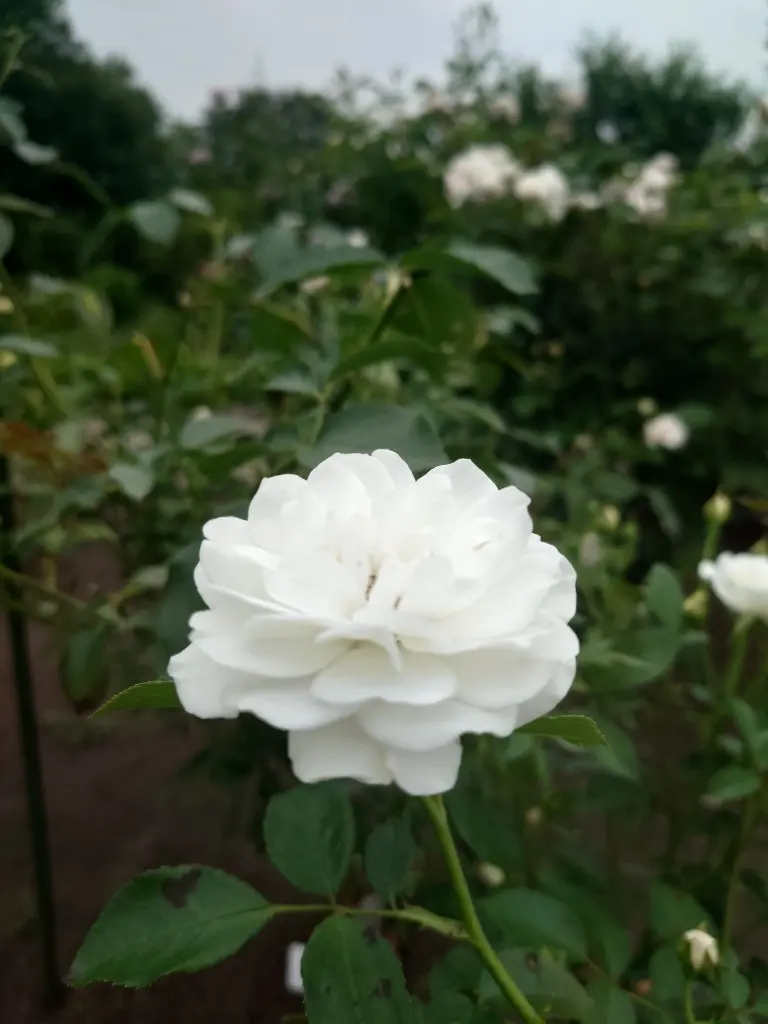 農業科学館のバラ②