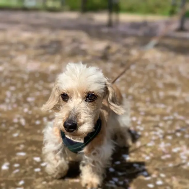 桜　散歩　愛犬