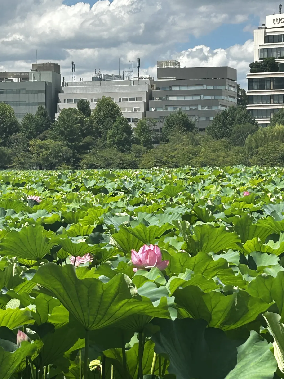 心洗われる✨朝の蓮の花　　〜上野　不忍池の画像_2