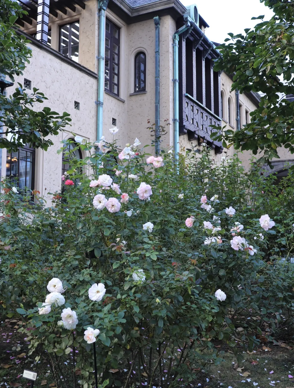 赤坂プリンスクラッシックハウス　La Maison Kioi　メゾン紀尾井　秋の薔薇　薔薇の庭園