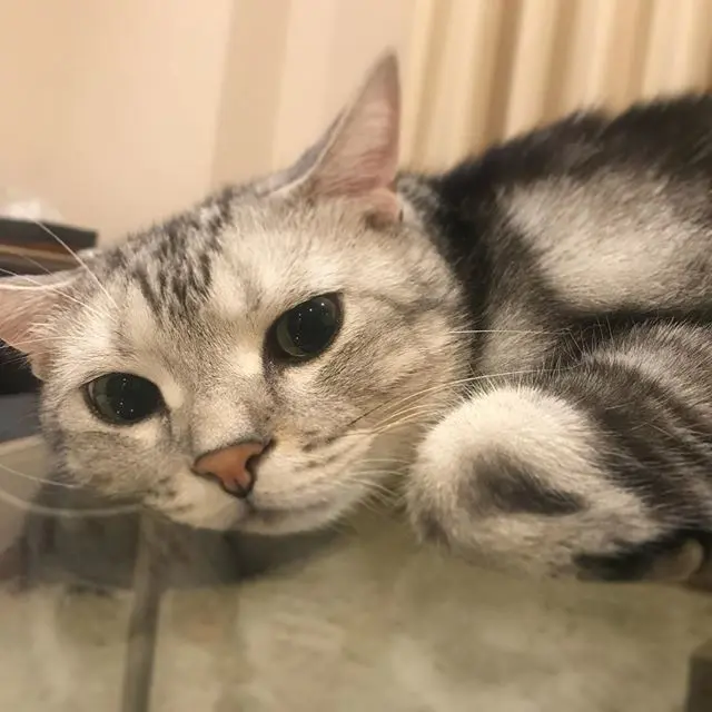 かえる寝スタイルの画像_1